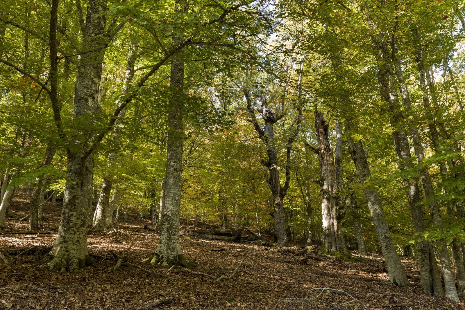 Hayedo de Montejo