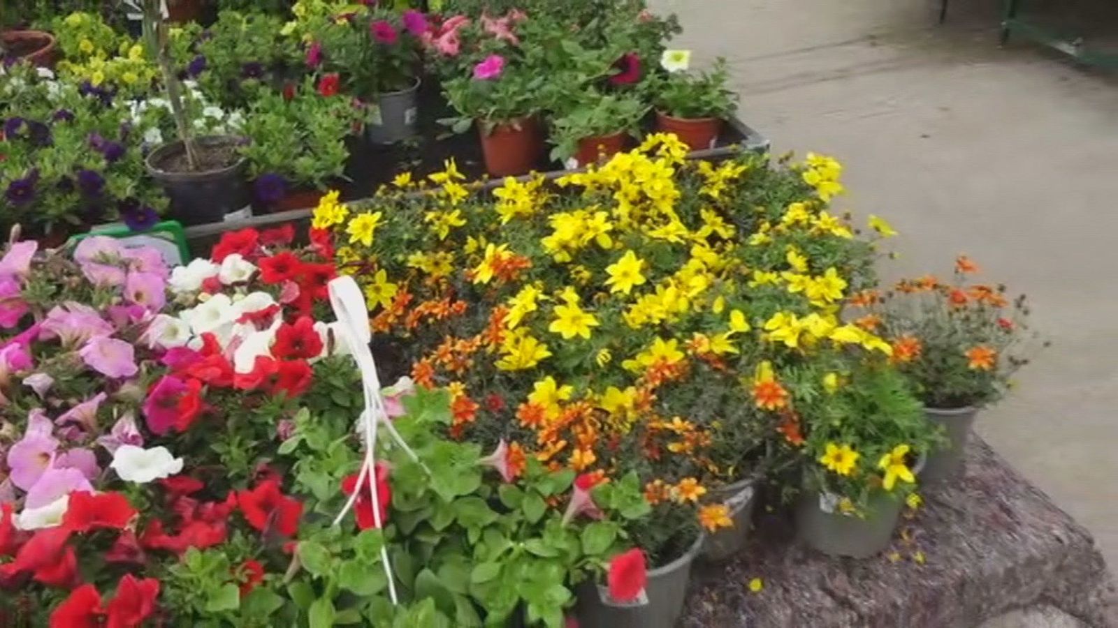 Plantas a precio de chollo en Aranjuez