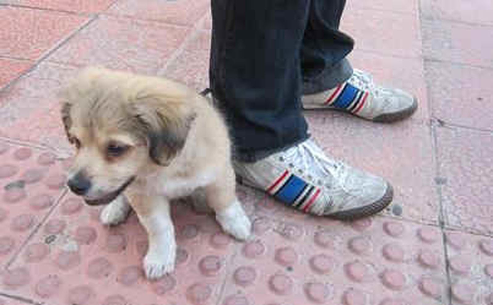 Feria en adopciones de cachorros de perro