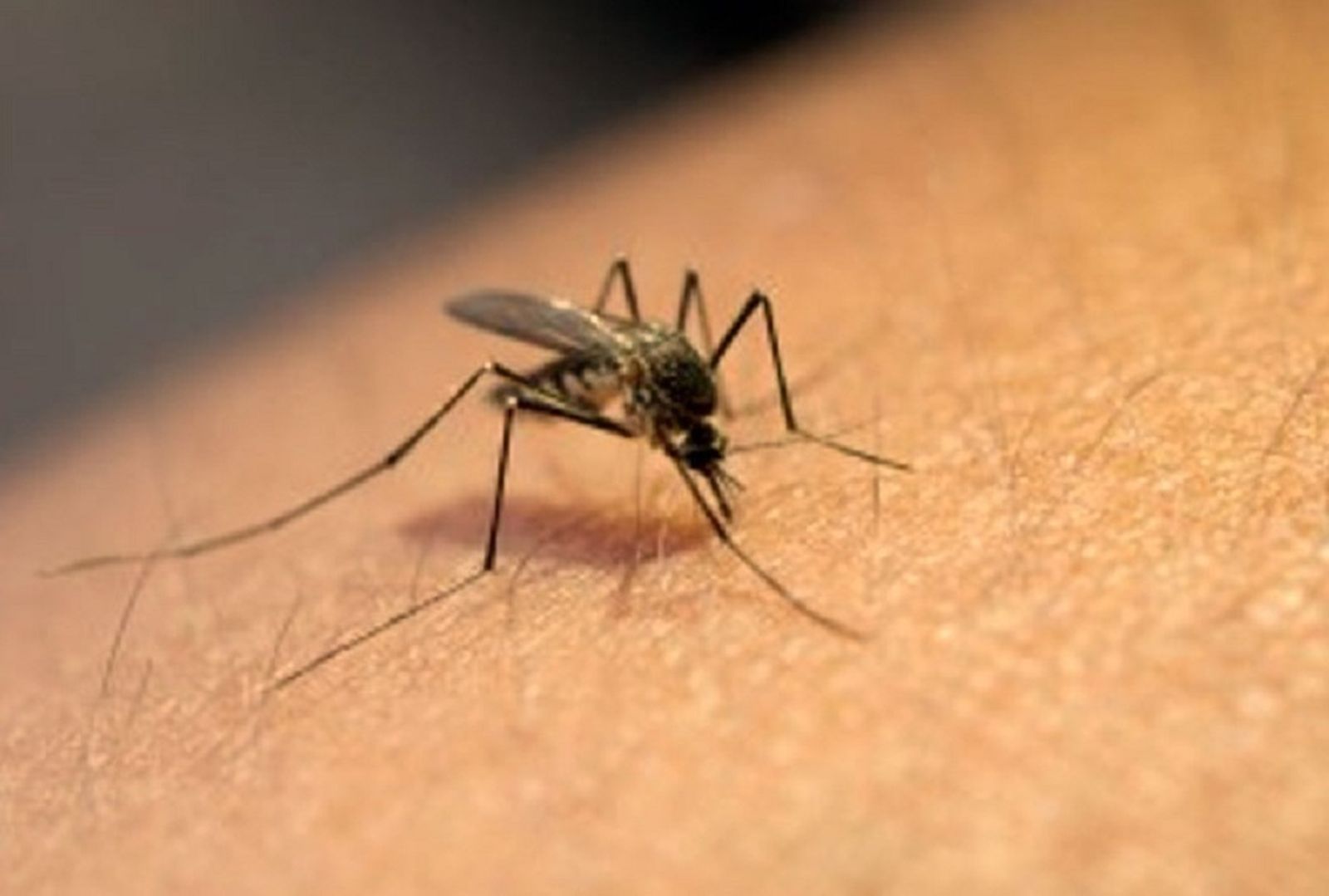Un mosquito