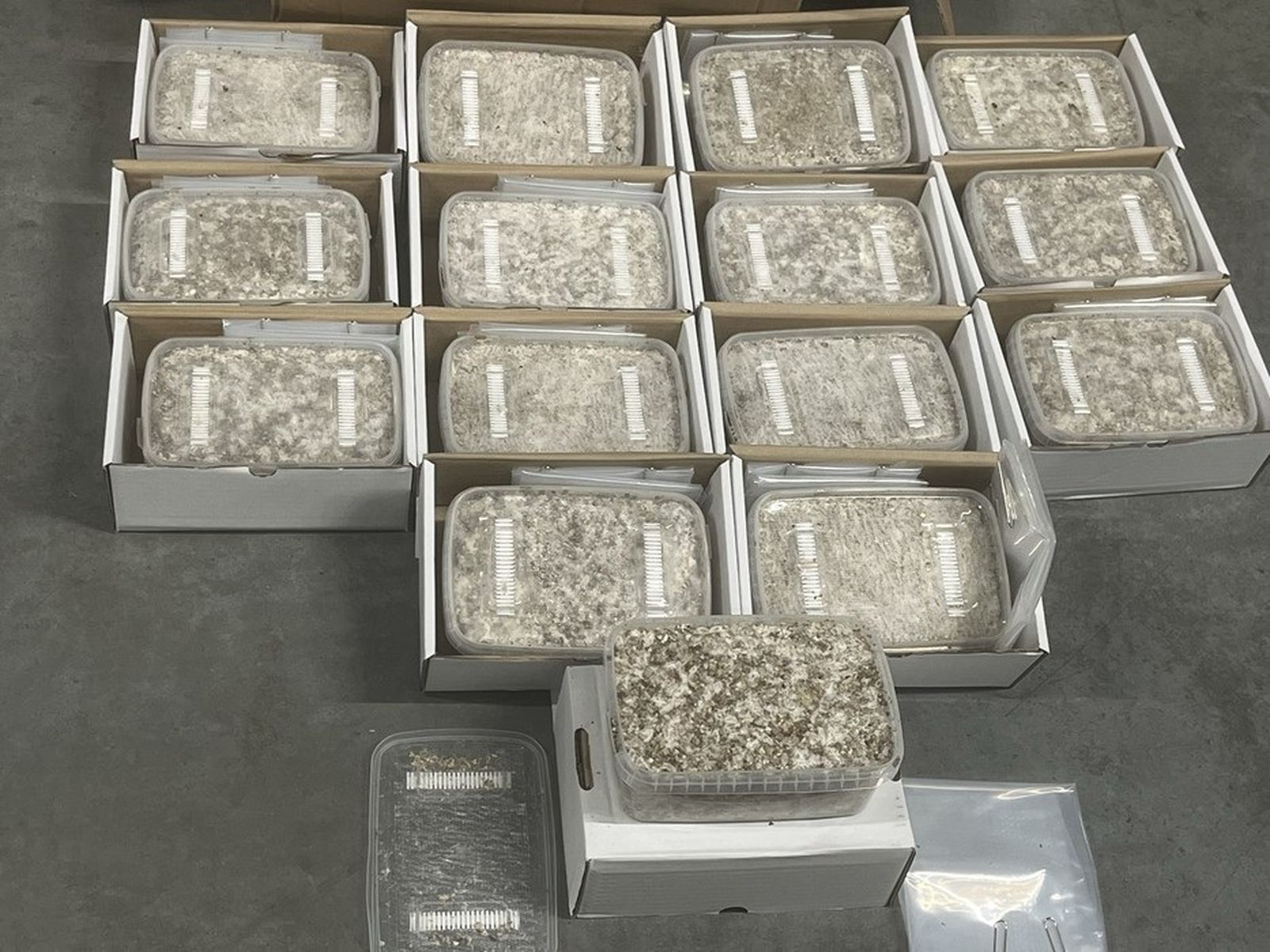 Droga incautada en el aeropuerto de Barajas