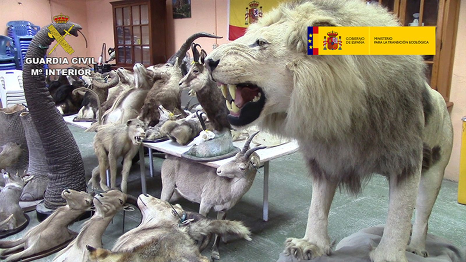 Taxidermia