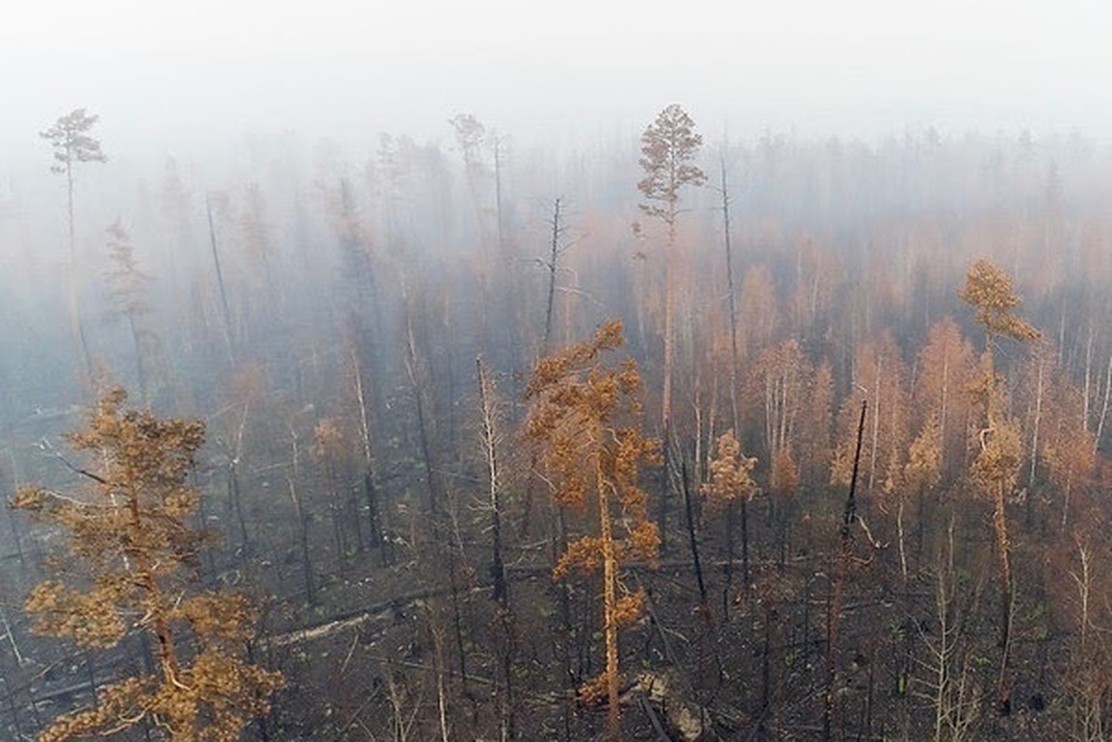 Incendio en Siberia (imagen de archivo)