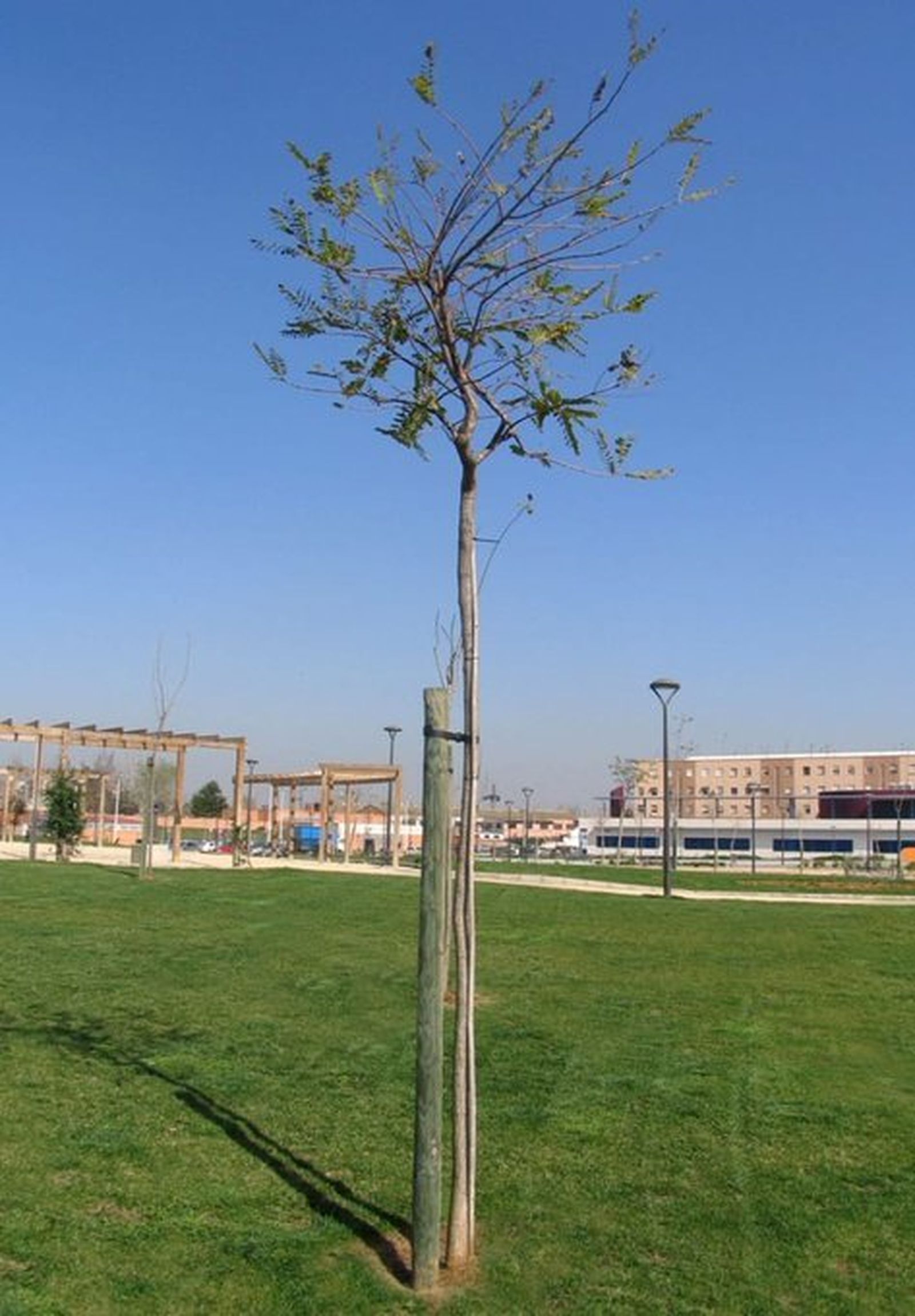 Uno de los árboles recién plantados en Alcorcón