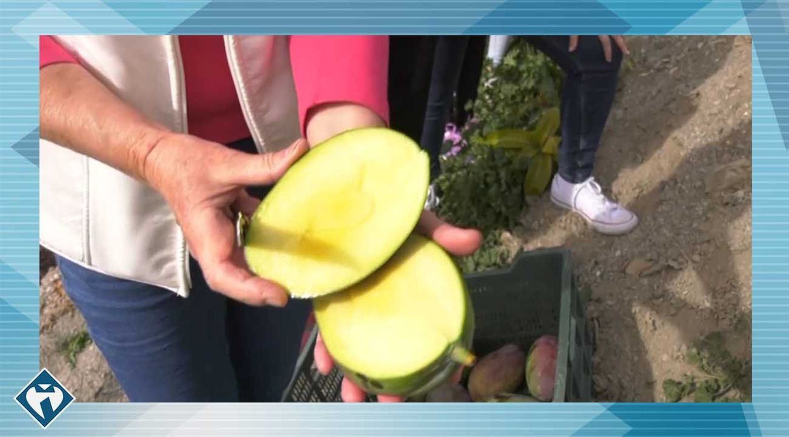 El mango, el gran desconocido