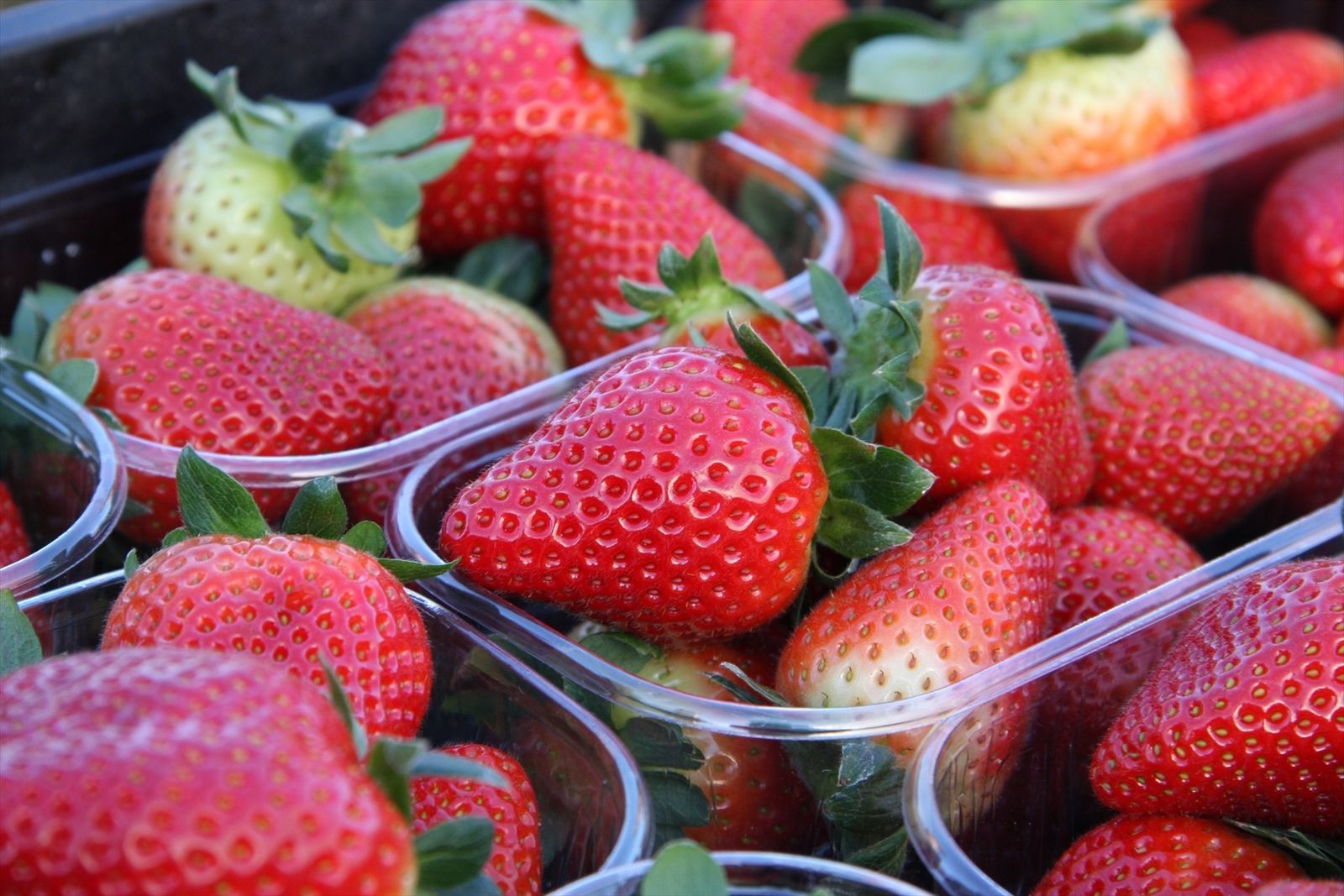 Fresas