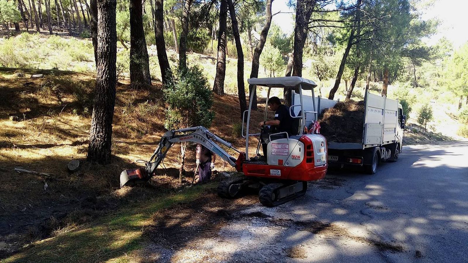 Trabajos pinares
