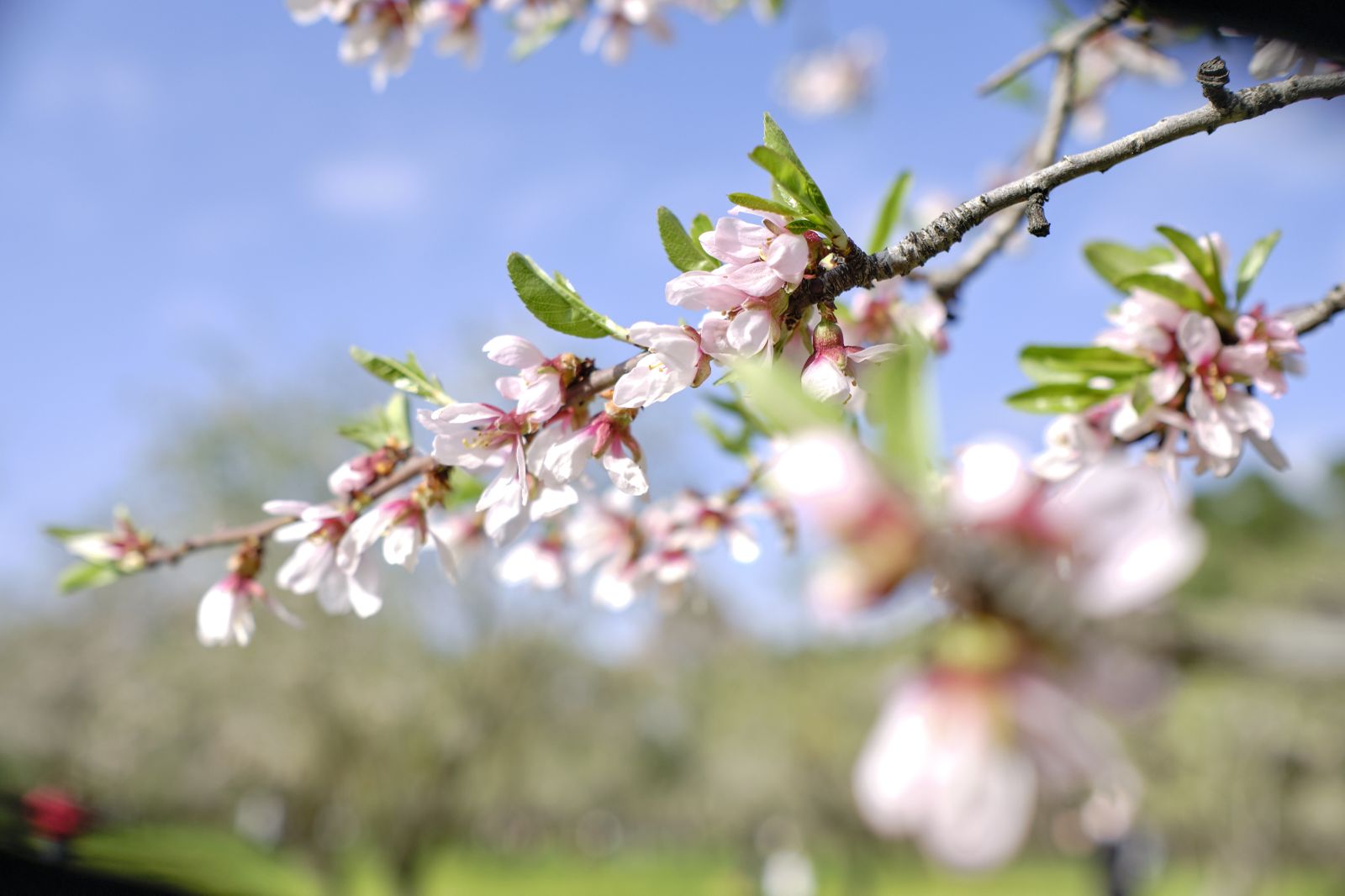 Almendro en flor