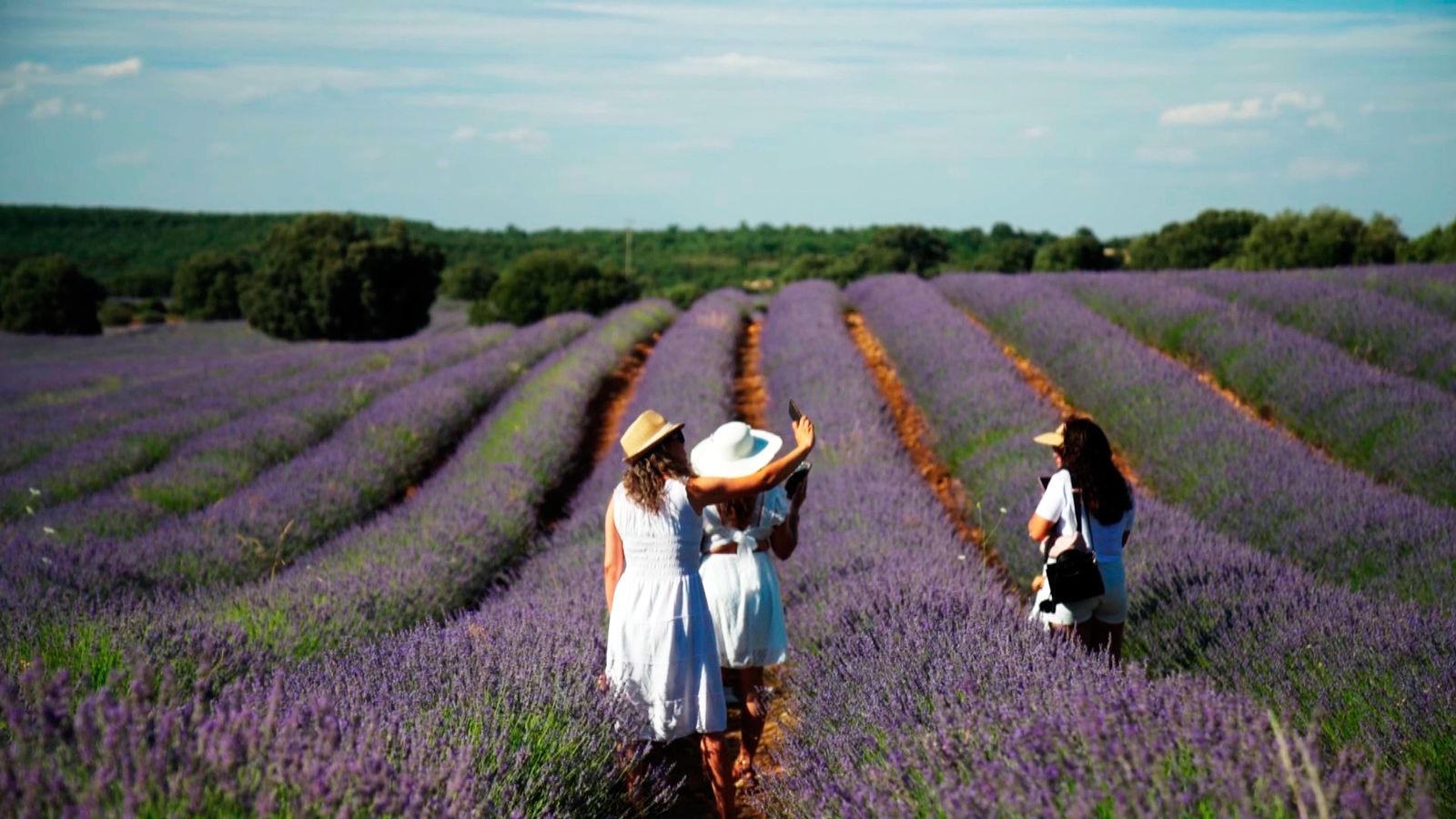Campos de Lavanda en Brihuega