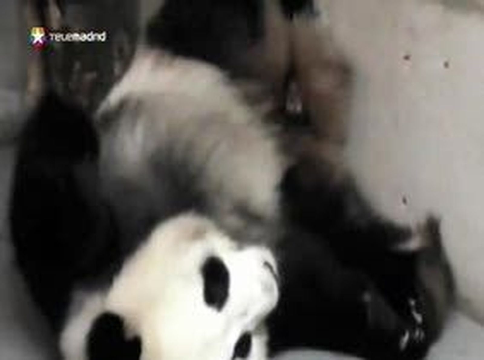 Nacen dos crías de oso panda en el Zoo de Madrid