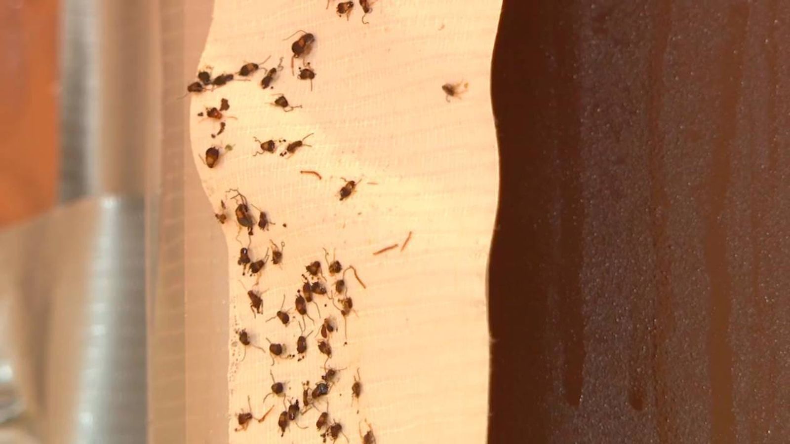 Plaga de chinches en Sanchinarro