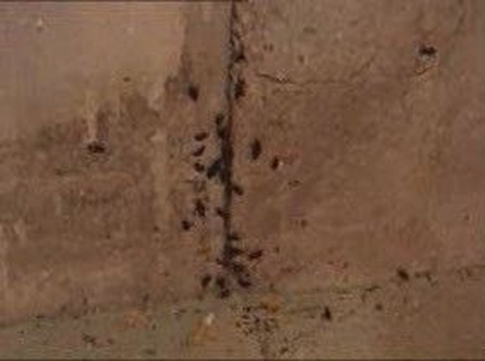 Invasión de cucarachas en Orcasitas