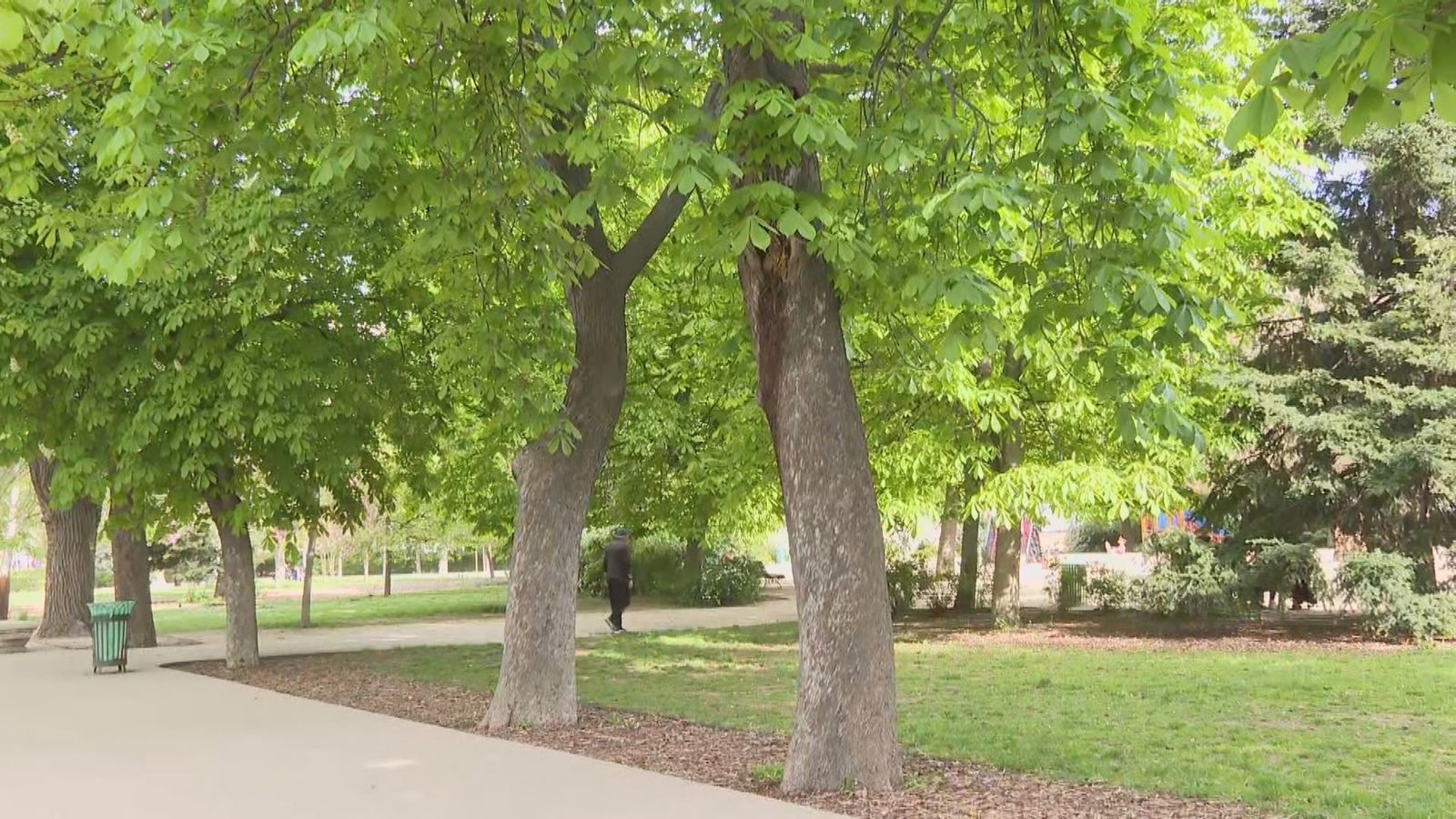 Más inspecciones de árboles en el Retiro