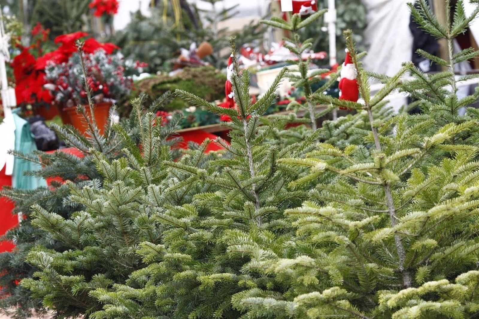 El Ayuntamiento de Madrid habilita desde este jueves viveros para recoger abetos de Navidad