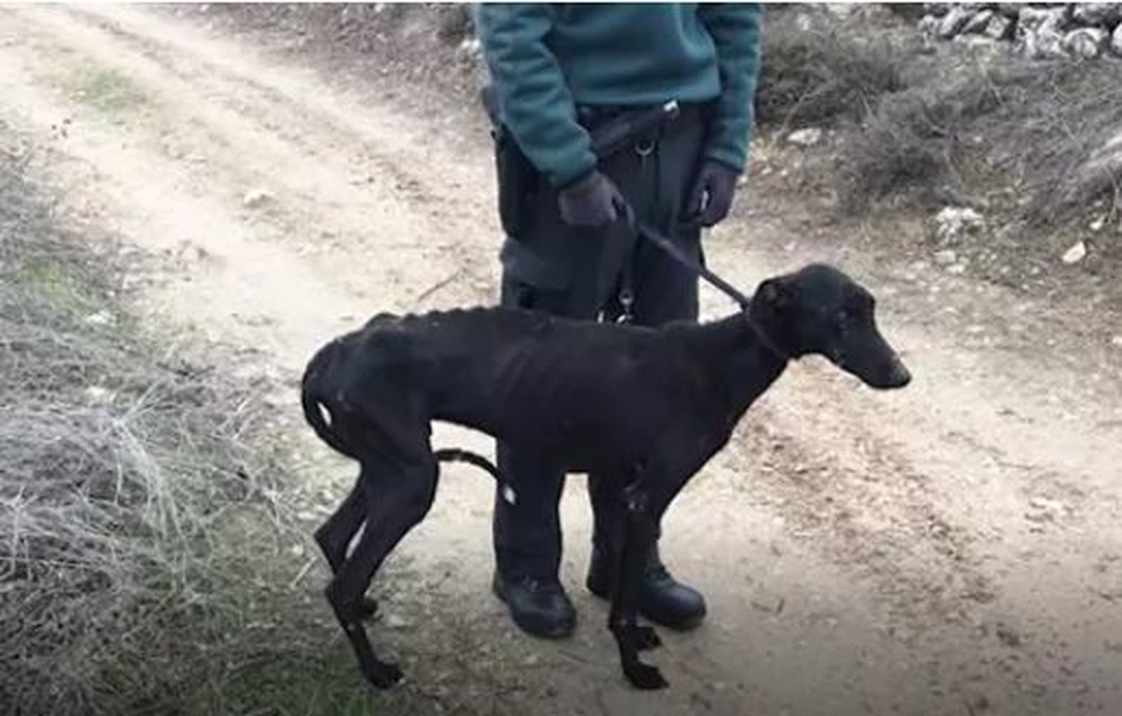 Perro rescatado en Campo Real