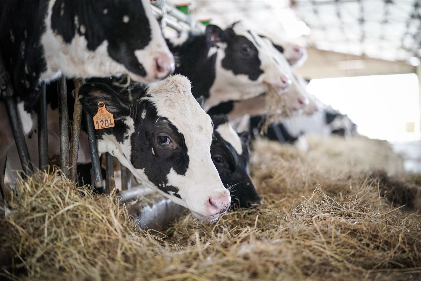 España comienza a importar leche de Francia ante la caída de la producción