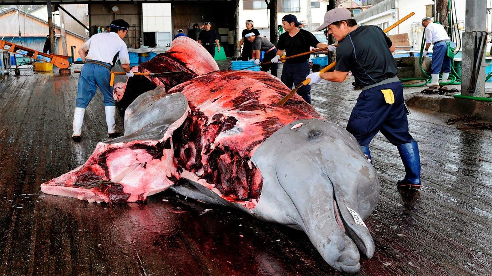 Japón vuelve a cazar ballenas con fines comerciales tras 30 años de prohibición