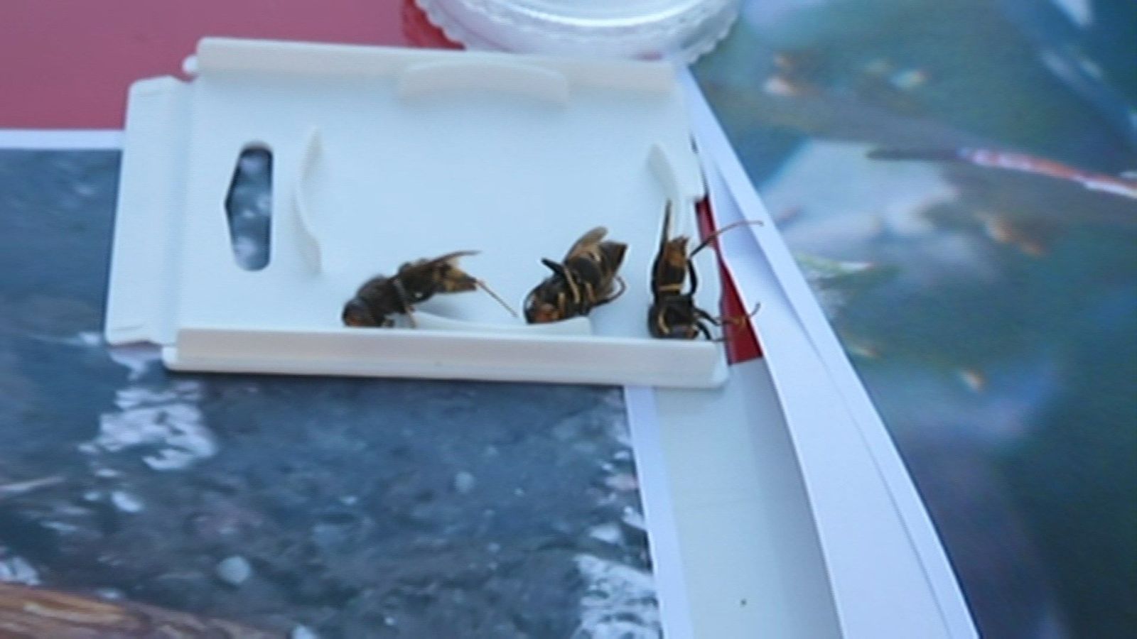 Las claves para diferenciar una avispa 'asesina' de otras especies