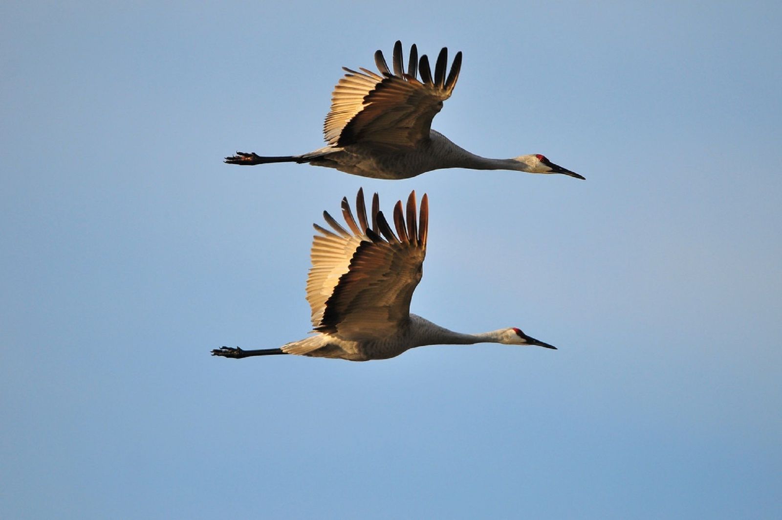 La emigración otoñal de las aves pone a España en alto riesgo de gripe aviar