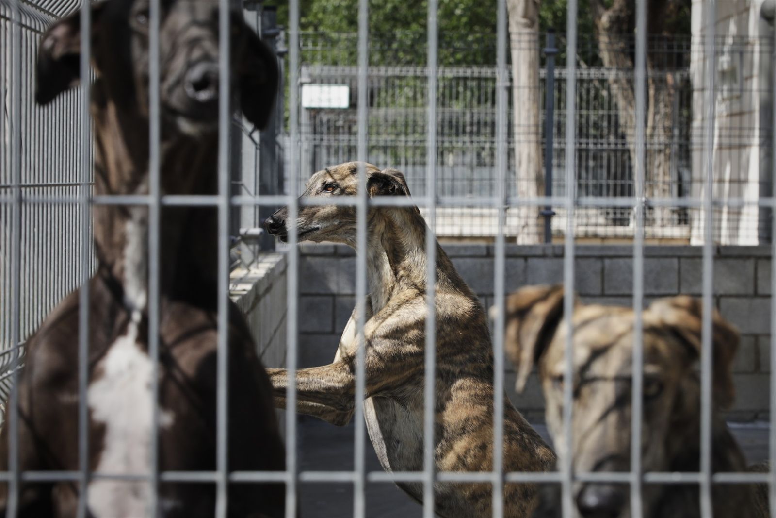 Galgos acogidos en la Sociedad Protectora de Animales y Plantas de Madrid