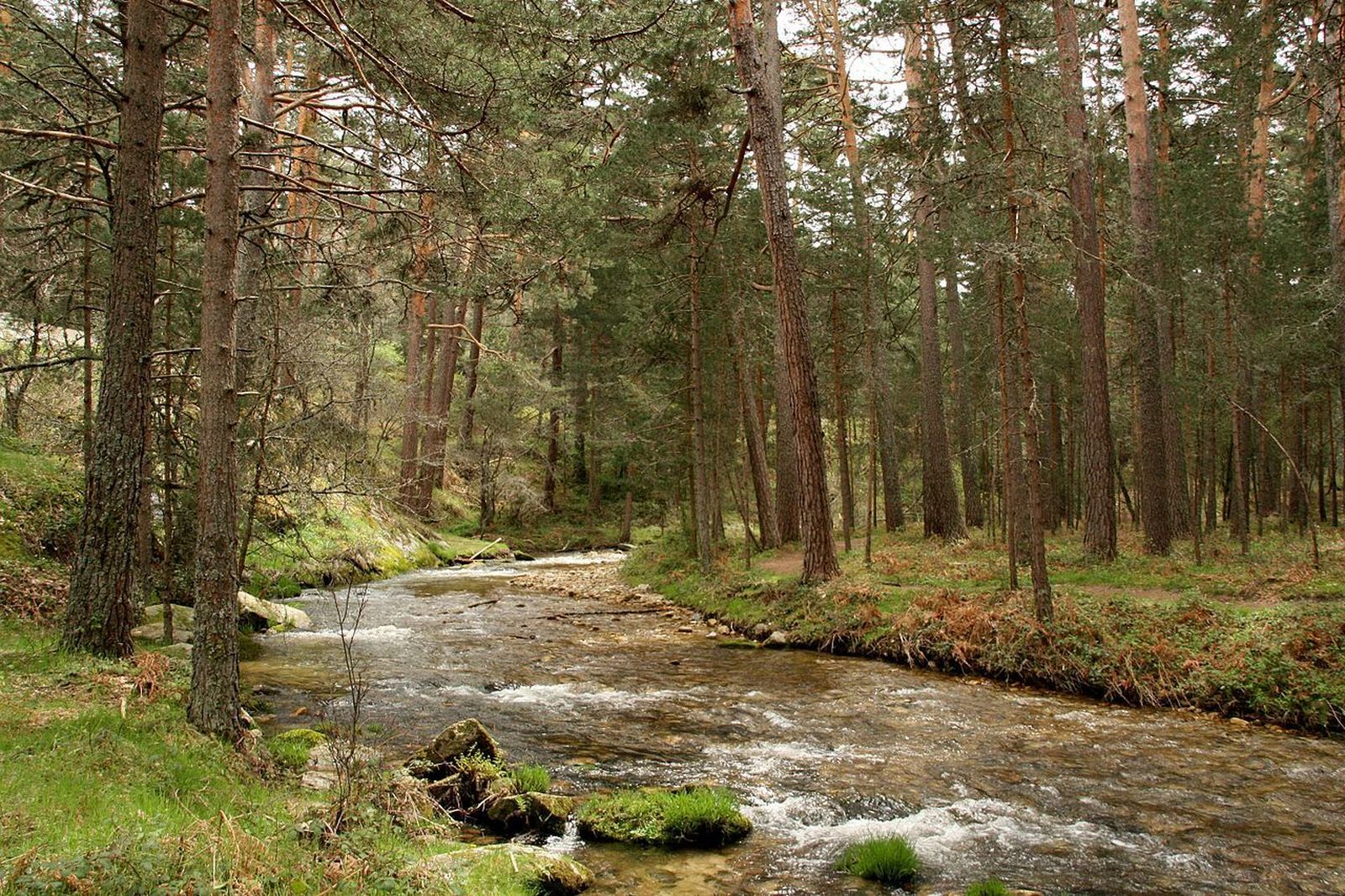 Bosque Valsaín