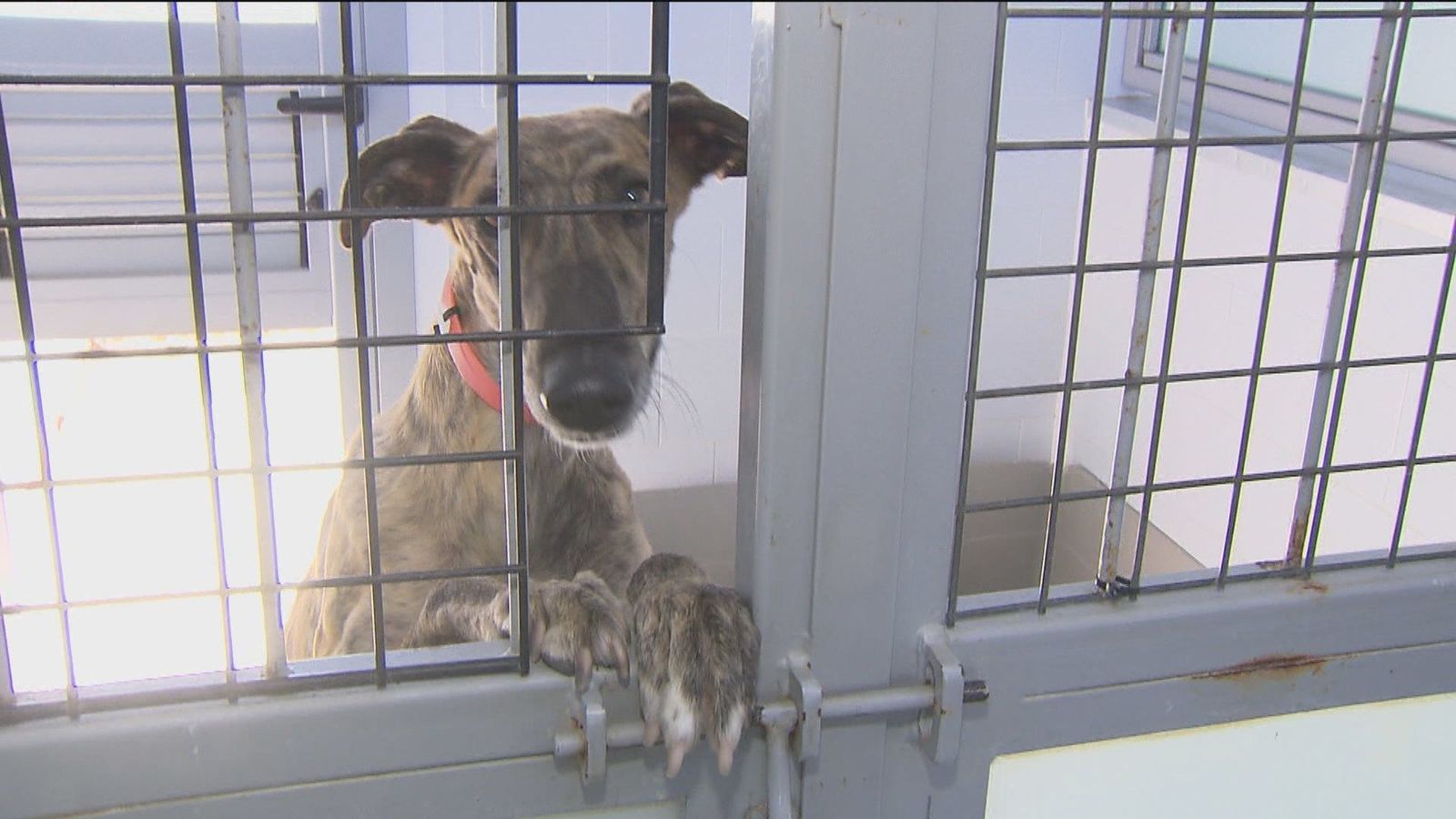 Las impactantes imágenes de la operación que desmanteló una red que extraía sangre a perros y gatos