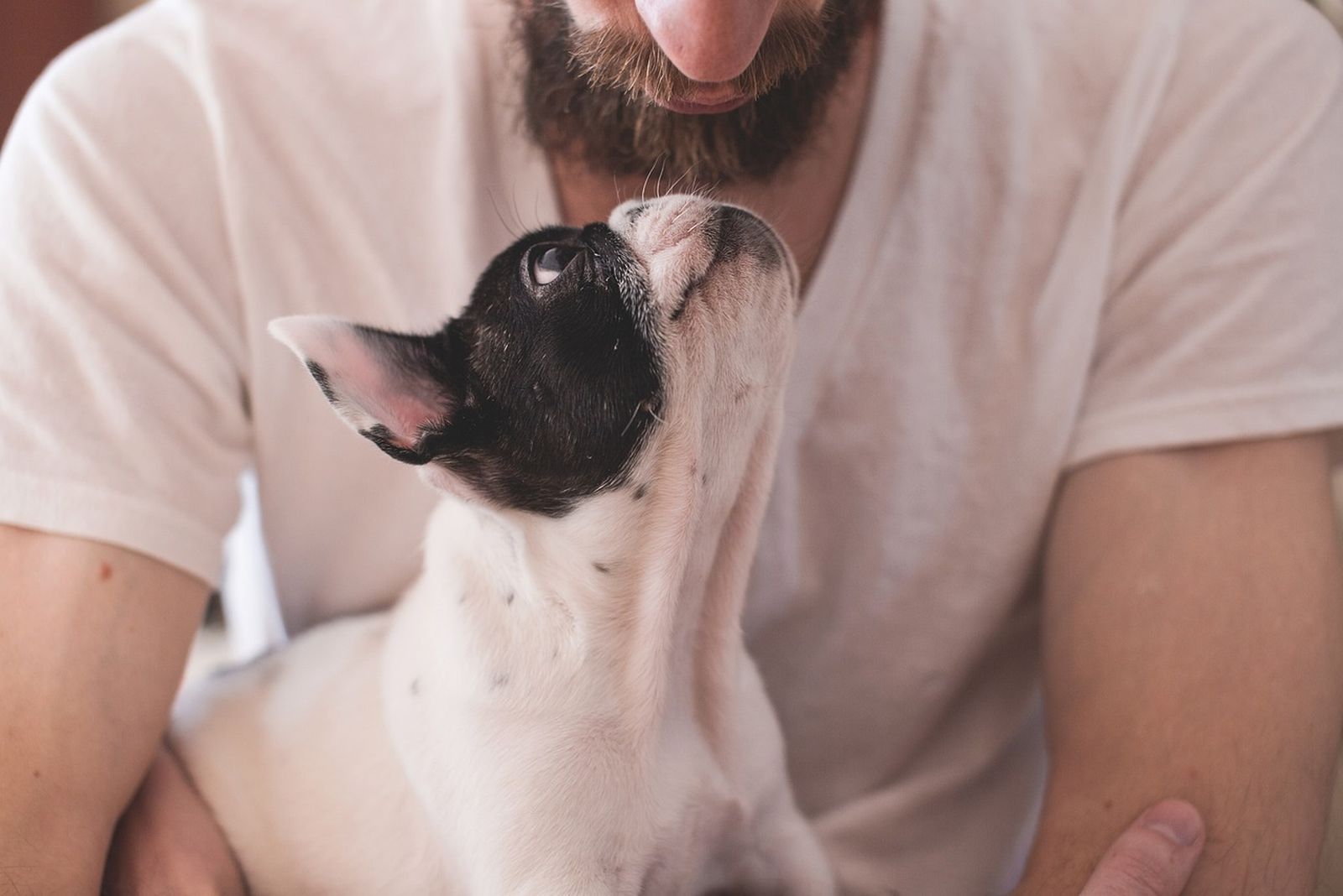 Cuidadores de mascotas