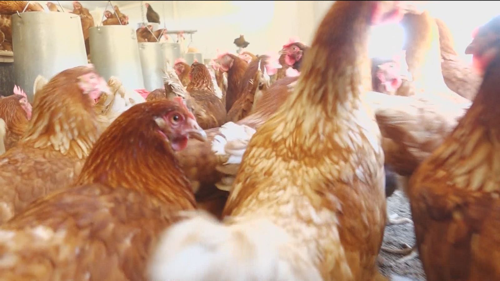 Corral de gallinas