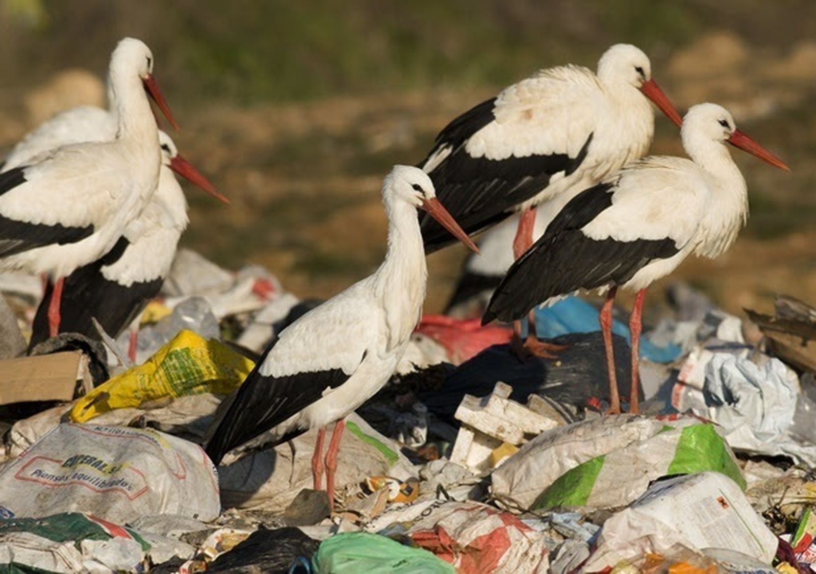 Cigüeñas blancas alimentándose en un vertedero