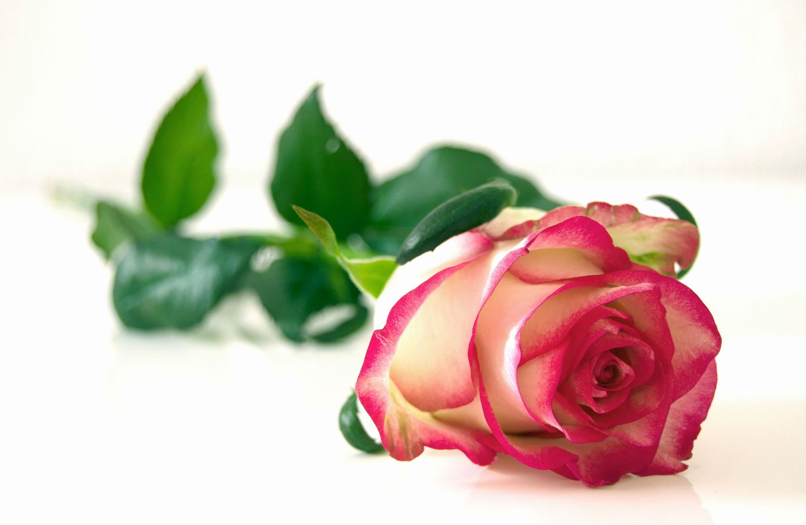 Ellos todavía lo dicen con flores... y estas son las que más compran