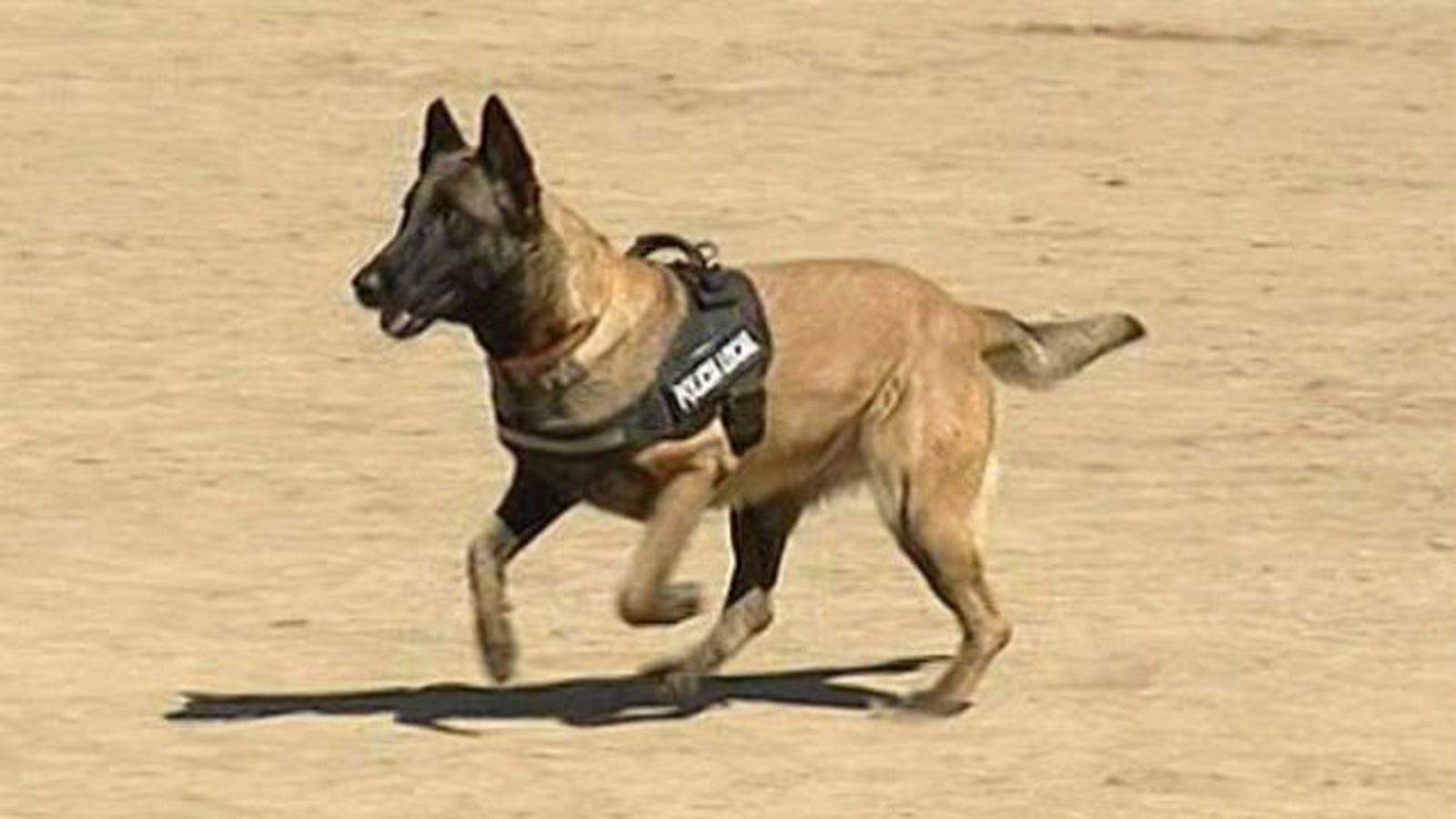 Perros policía