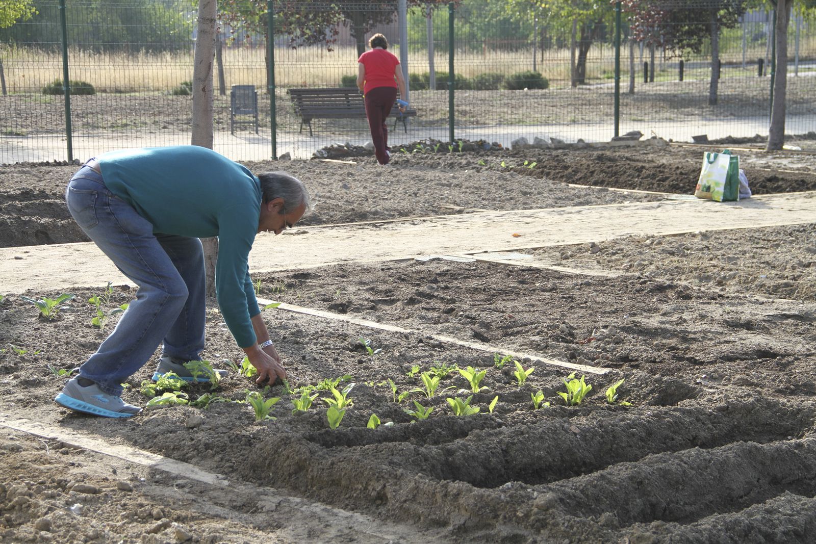 Un vecino de Leganés atiende sus parcela en el huerto ecológico