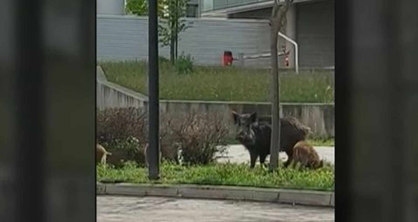 Una familia de jabalíes se instala en la Universidad Autónoma de Madrid