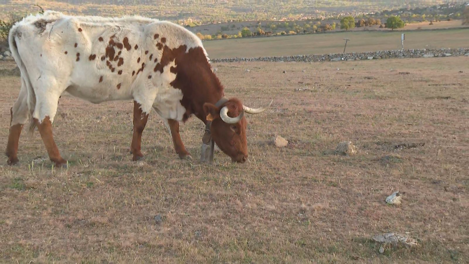 La sequía arruina al campo madrileño: "Desde enero no ha caído una gota de agua"