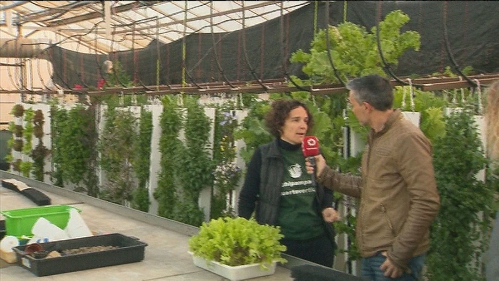 Cultivar sin tierra en Madrid capital