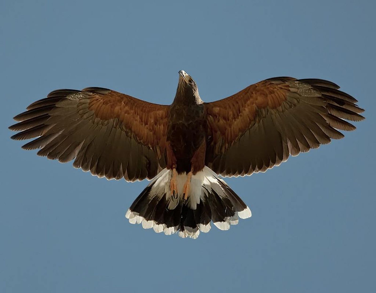Águila de Harris