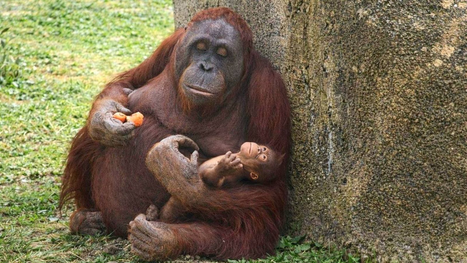 Cría de orangután de Borneo en el Zoo Aquarium de Madrid