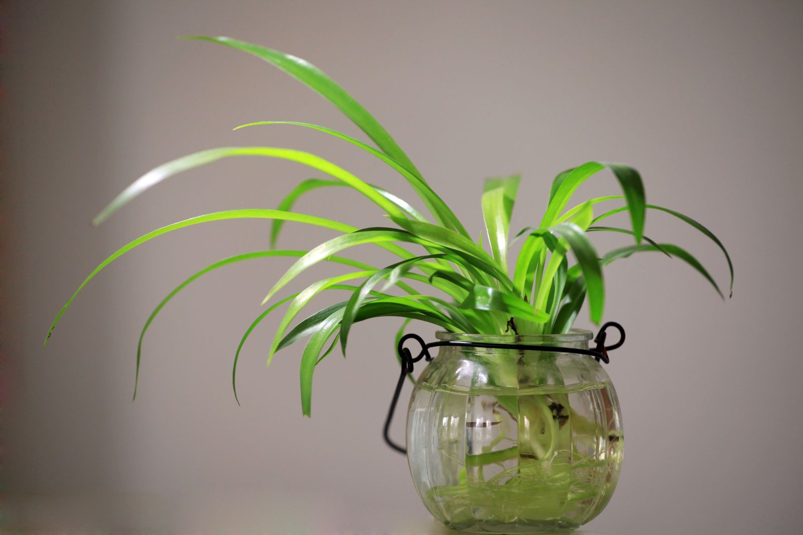 Una planta en agua