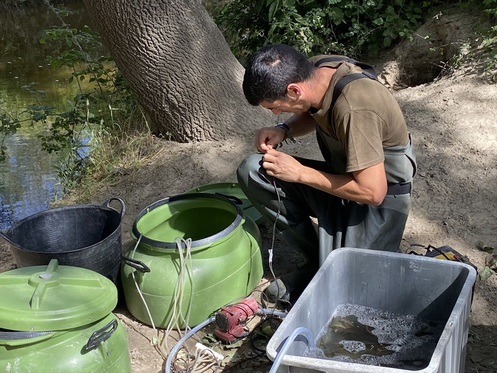 Rescatados cerca de 400 barbos comunes aislados en el arroyo de Valdezate debido a las lluvias