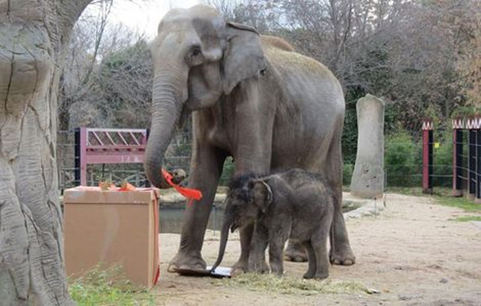 'Buba', el primer elefante madrileño, celebra su cumpleaños en el Zoo