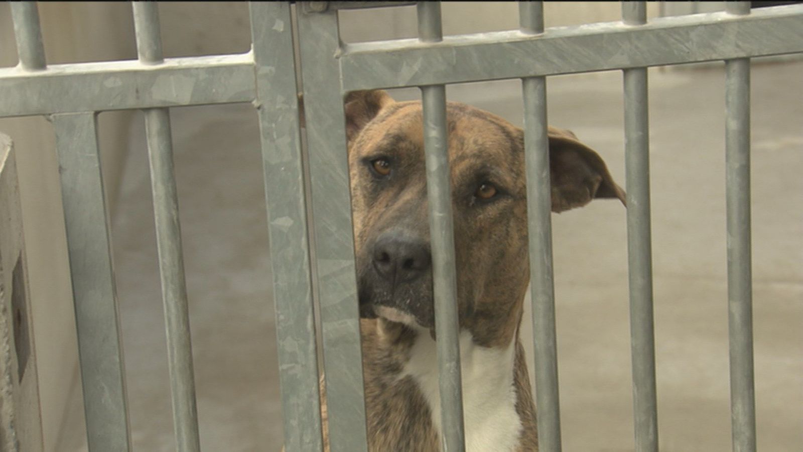 Alerta por el abandono de perros en verano