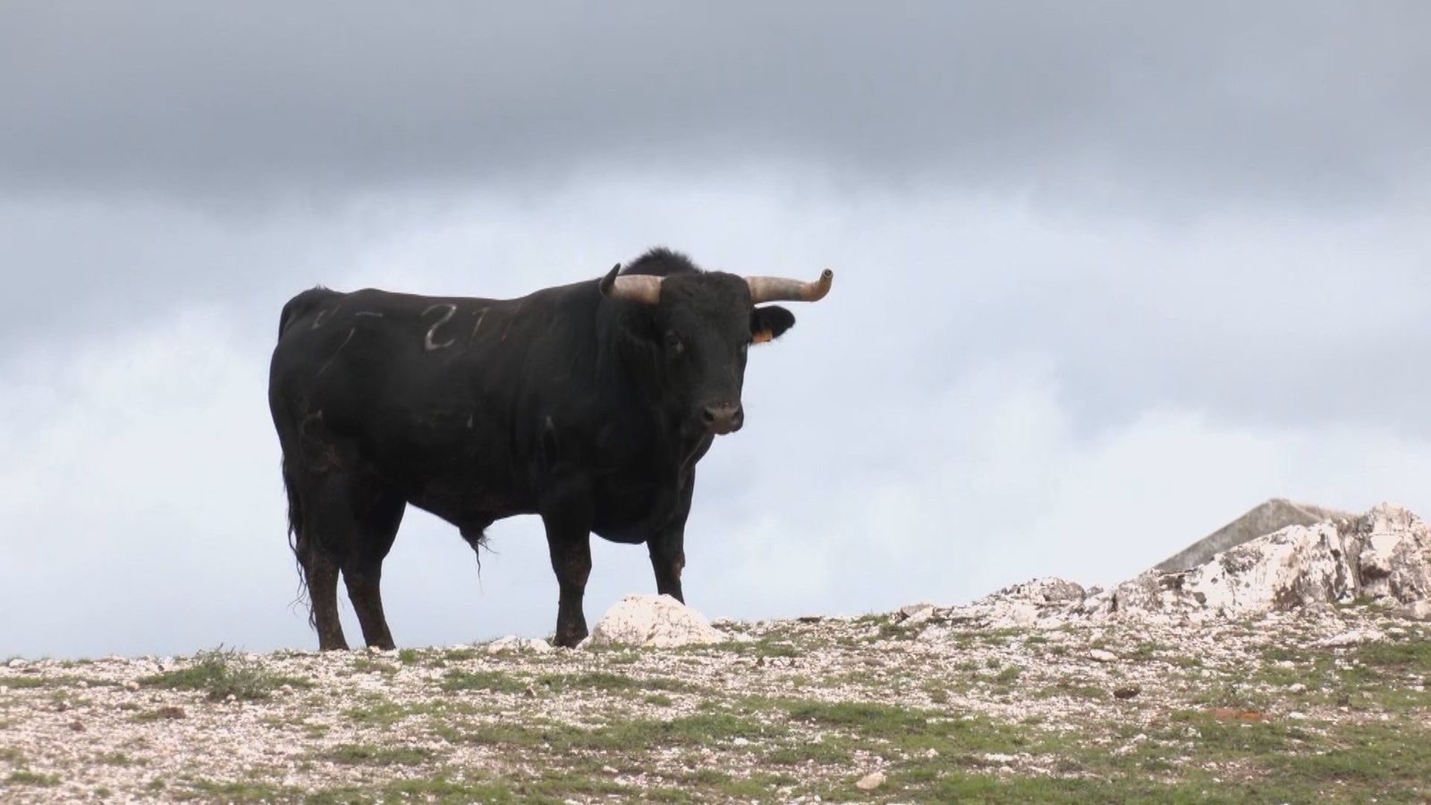 ¿Cuántos tipos de toro bravo hay y cómo diferenciarlos?