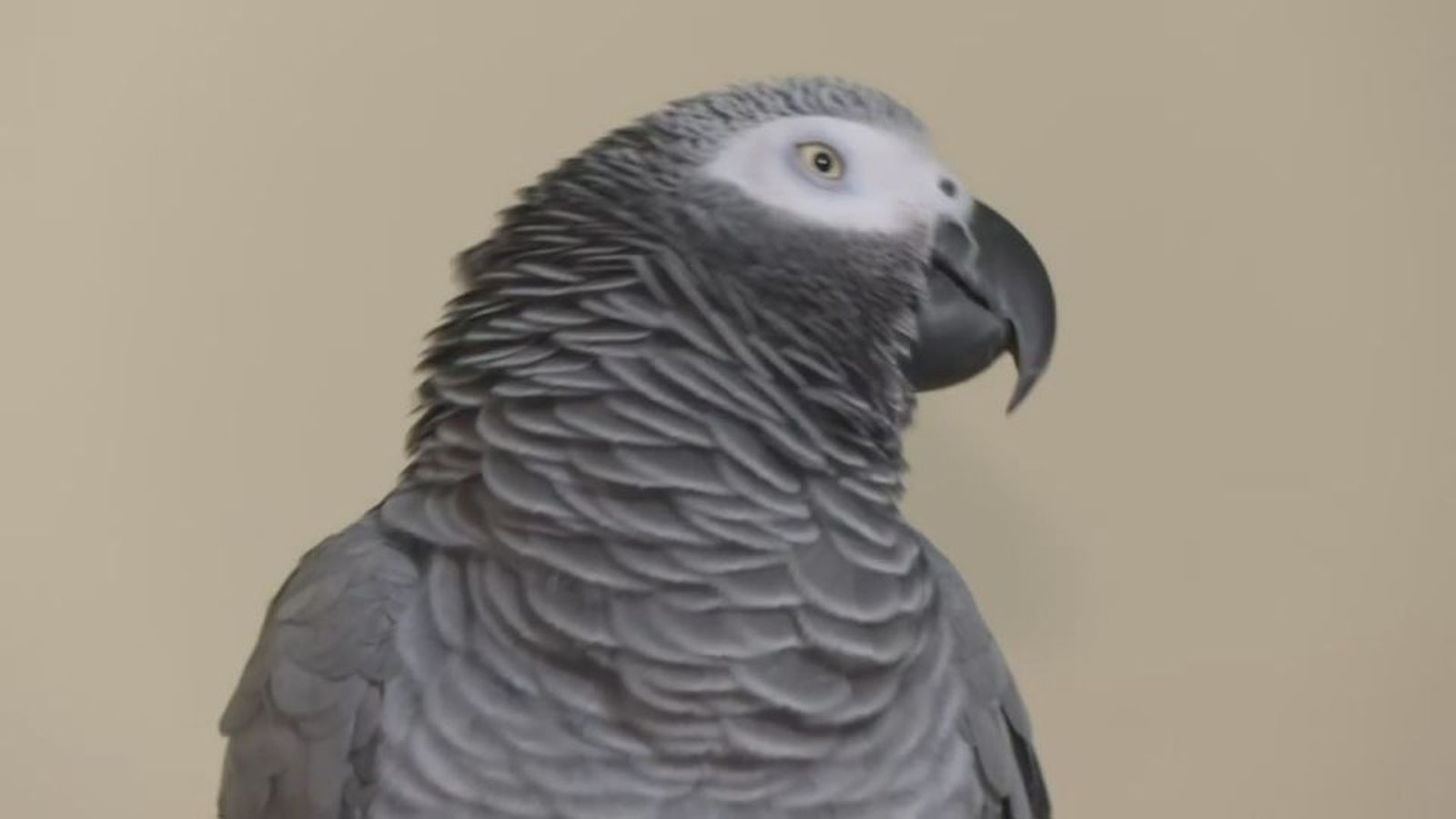 Algunas especies dejarán de tener la consideración de mascotas con la nueva ley de bienestar animal
