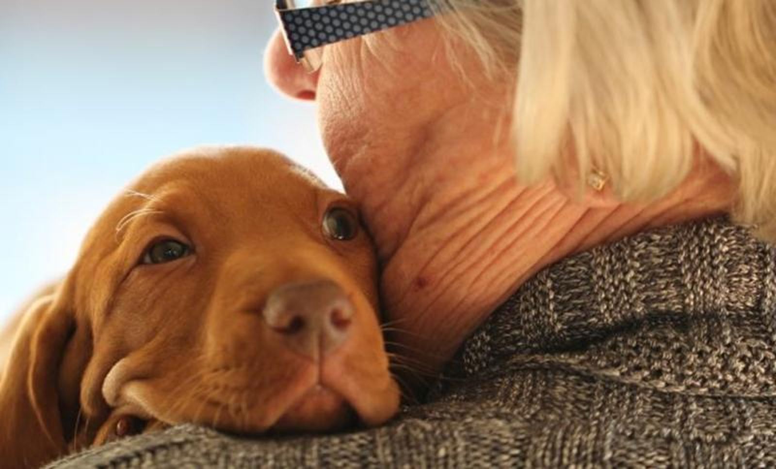 Las mascotas ayudan a reducir el aumento de un 22% del estrés por la pandemia