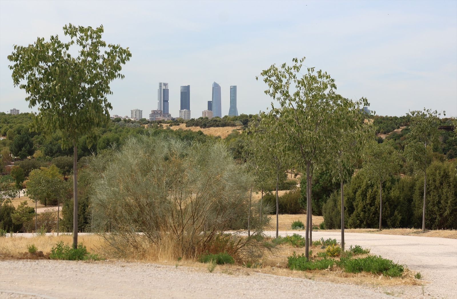 Parque Forestal de Valdebebas - Felipe VI