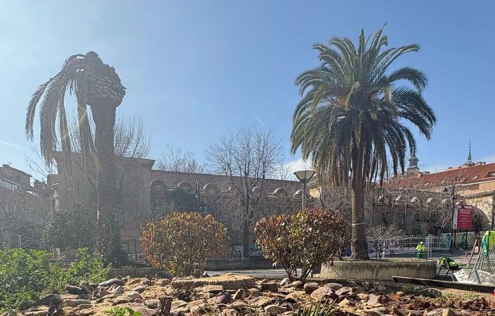 Palmeras en la Plaza Mayor de Ciempozuelos