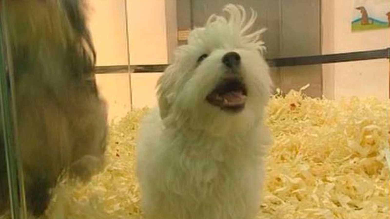 Las tiendas de animales deberán tener un vigilante por las noches