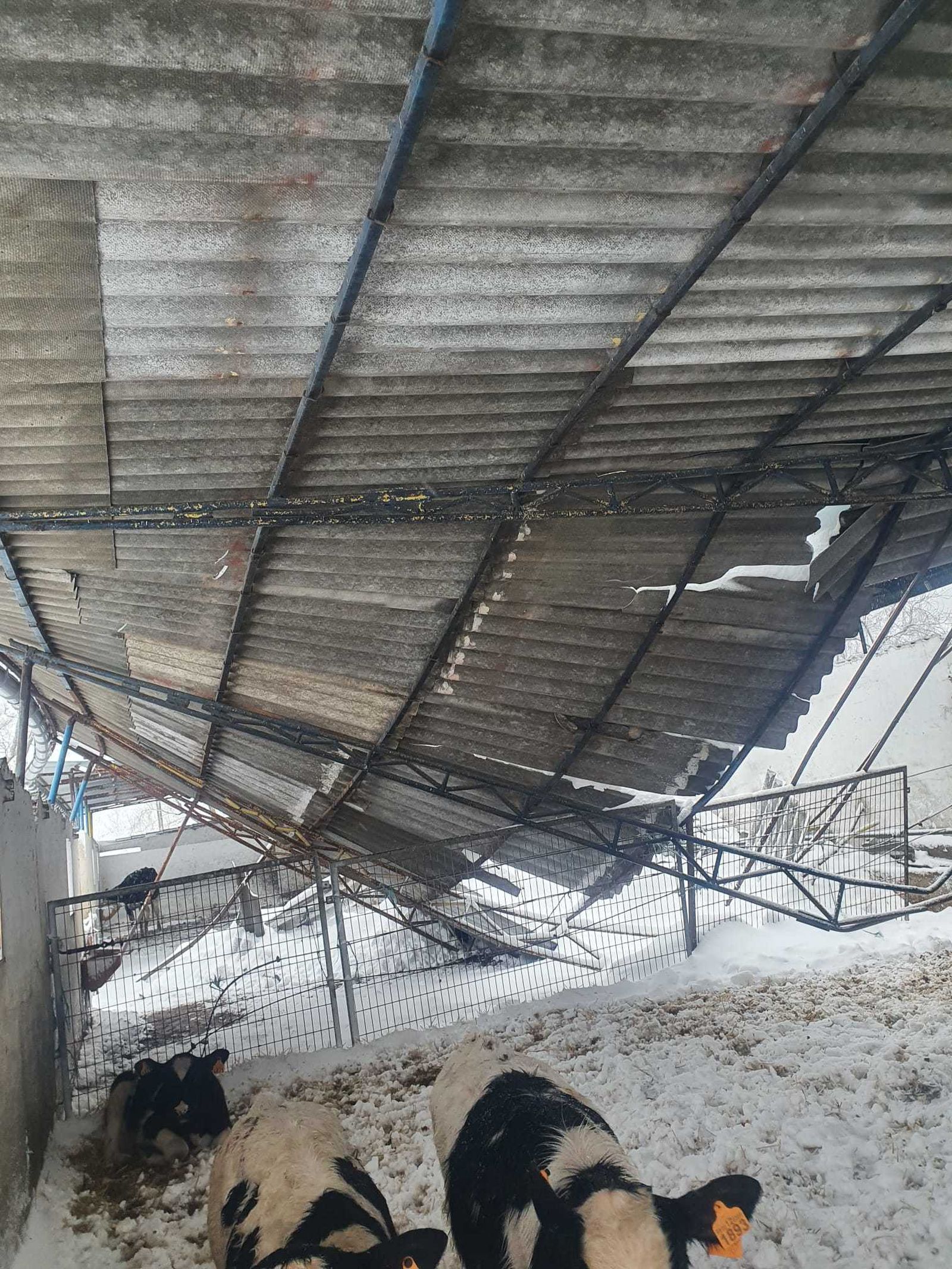 Nave de ganado con el techo caído a causa de la borrasca Filomena