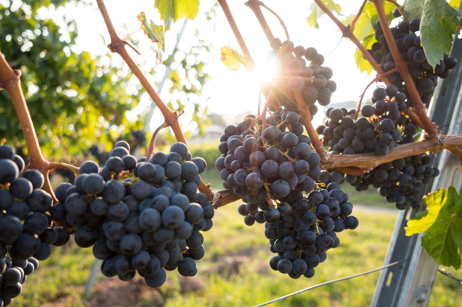 Cultivo de uvas para la elaboración del vino