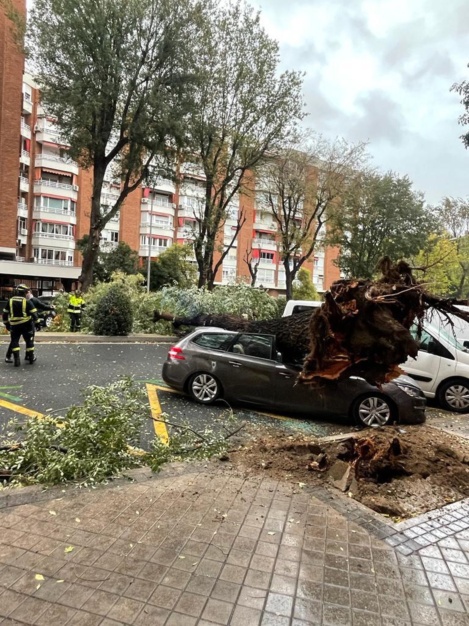 Cae un árbol de grandes dimensiones en Embajadores